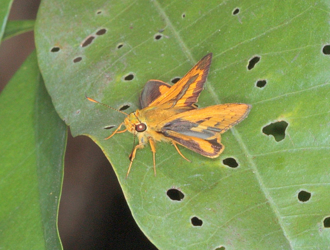 Yellow Palm Dart ( Cephrenes trichopepla)  Australia,Cephrenes trichopepla,Fall,Geotagged