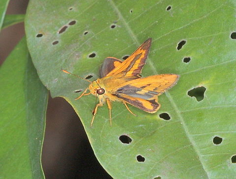 Yellow Palm Dart ( Cephrenes trichopepla)  Australia,Cephrenes trichopepla,Fall,Geotagged