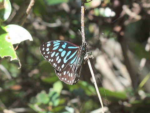 Blue tiger (Tirumala hamata)  Australia,Fall,Geotagged,Tirumala hamata