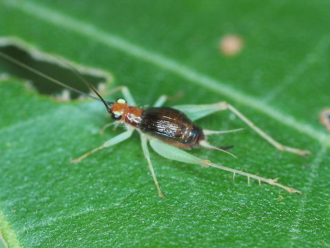 Cricket  Australia,Fall,Geotagged