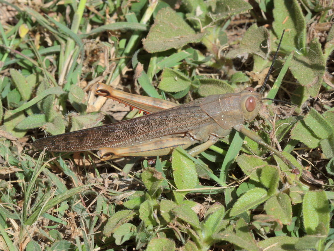 Grasshopper  Australia,Fall,Geotagged