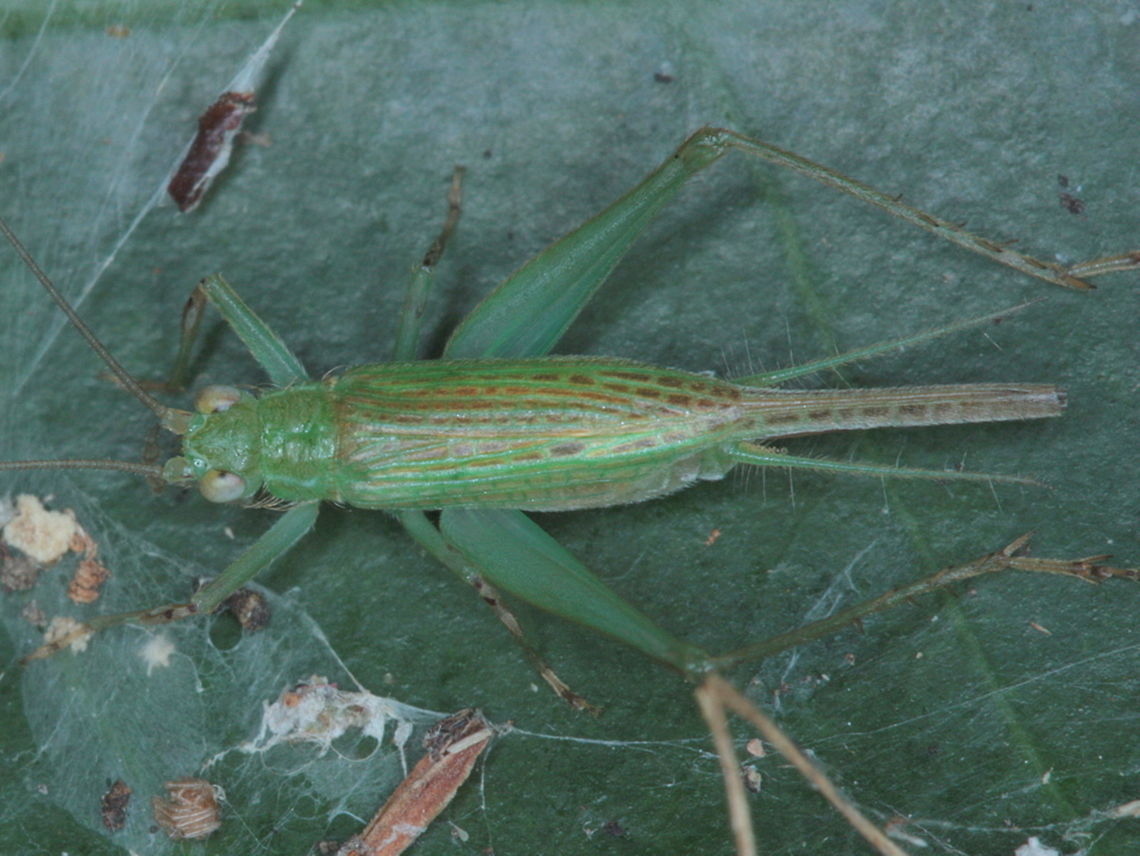 Cricket  Australia,Fall,Geotagged
