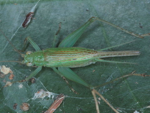Cricket  Australia,Fall,Geotagged