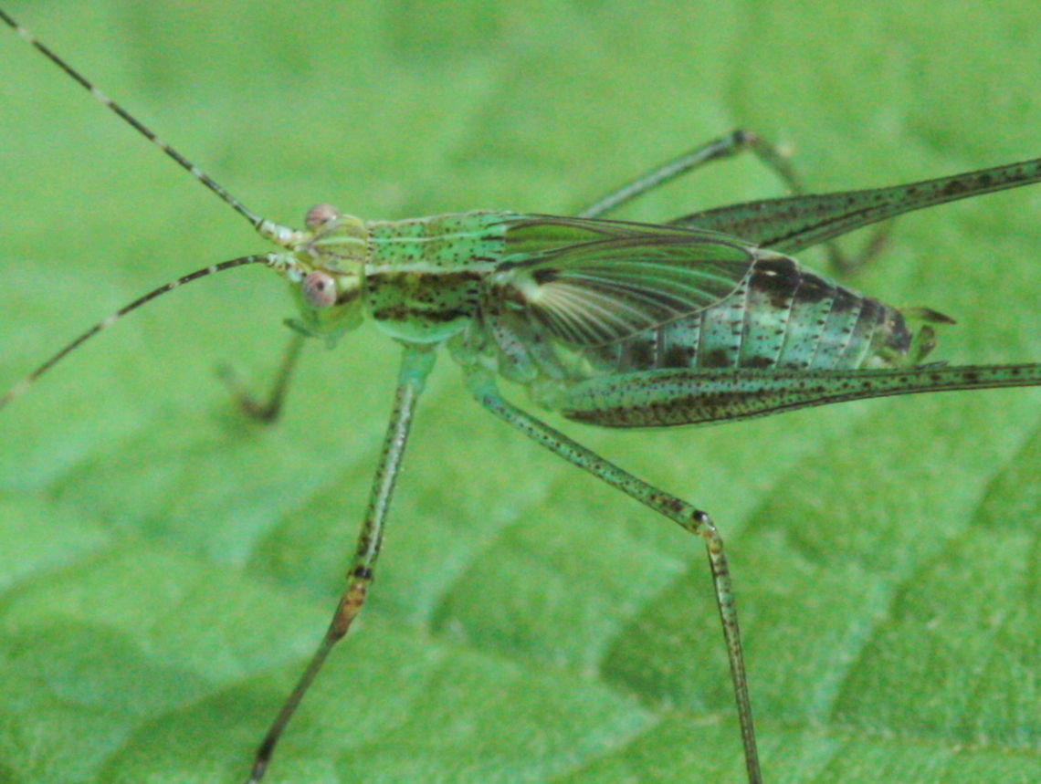 Katydid nymph  Australia,Geotagged,Spring