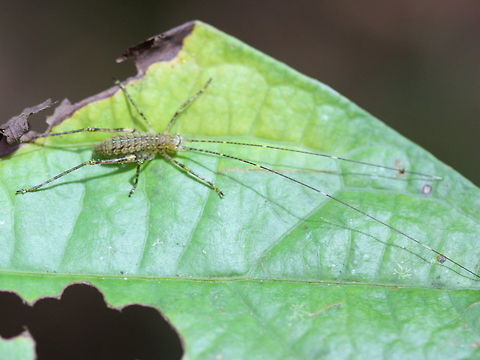 Tree cricket.  Nymph? I'll try to get back to try to identify these. Australia,Geotagged,Spring