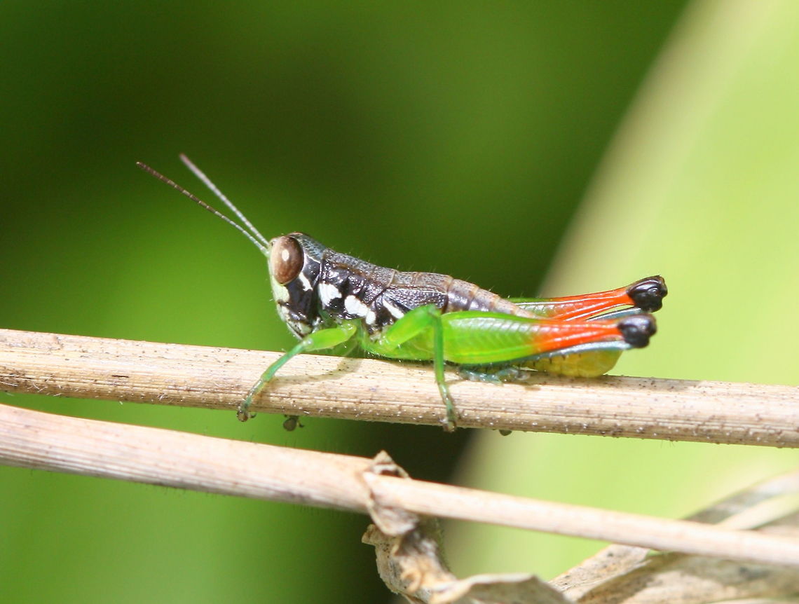 Methiola picta A small wingless particularly pretty grasshopper Australia,Beautiful Methiola,Geotagged,Methiola picta,Spring