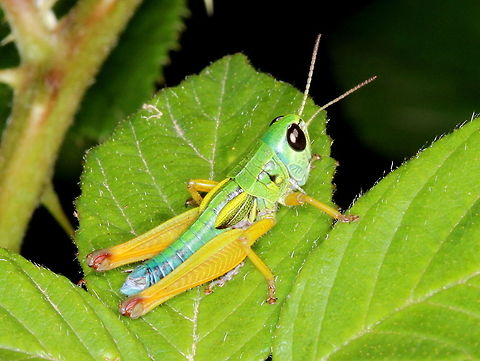 Chameleon Grasshopper.  (Kosciuskola tristis)  Australia,Chameleon Grasshopper,Geotagged,Kosciuskola tristis,Summer