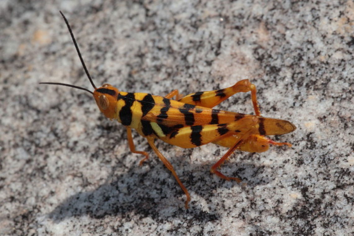 Leopard grasshopper (Stropis maculosa)  Australia,Fall,Geotagged,Leopard Grasshopper,Stropis maculosa