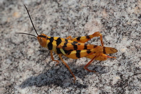 Leopard Grasshopper