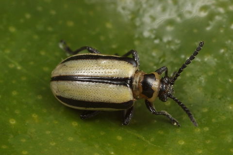 Lema dayturaphila  Australia,Geotagged,Lema daturaphila,Winter
