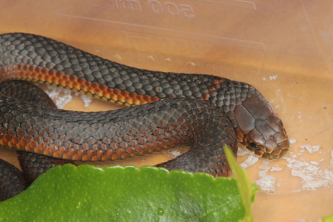 Common Copperhead ( Austrelaps superbus) A small (12 inches) snake trying to hibernate under a log.<br />
This serpent reaches a quite moderate 1.8m (6 ft)  and is docile and mild in toxicity.<br />
It is variable, sometimes with red lateral scales but usually with a light colored band on the neck Australia,Austrelaps superbus,Geotagged,Lowland copperhead,Winter