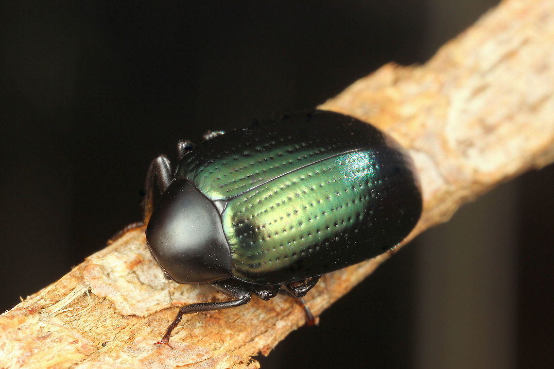 Chalcopteroides_sp.1_ This darkling beetle is found under bark, as darkling beetles usually are.  The bright metallic elytra are typical of Chalcopteroides sp. but there are over 120 species in this genus and I will not guess which one this is.  Having said that, it is possibly Chalcopteroides cyanopterous.<br />
 Australia,Chalcopteroides,Geotagged,Winter