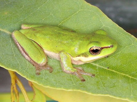 Eastern Dwarf Tree Frog  (Litoria fallax)  Australia,Eastern dwarf tree frog,Geotagged,Litoria fallax,Litoria pearsoniana,Pearsons tree frog,Summer