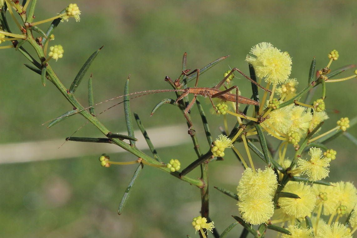 Zaprochilus australis A slender tree cricket with wings pointed upwards from thecbody.  This nymph is not yet winged.   Australia,Geotagged,Winter,Zaprochilus australis