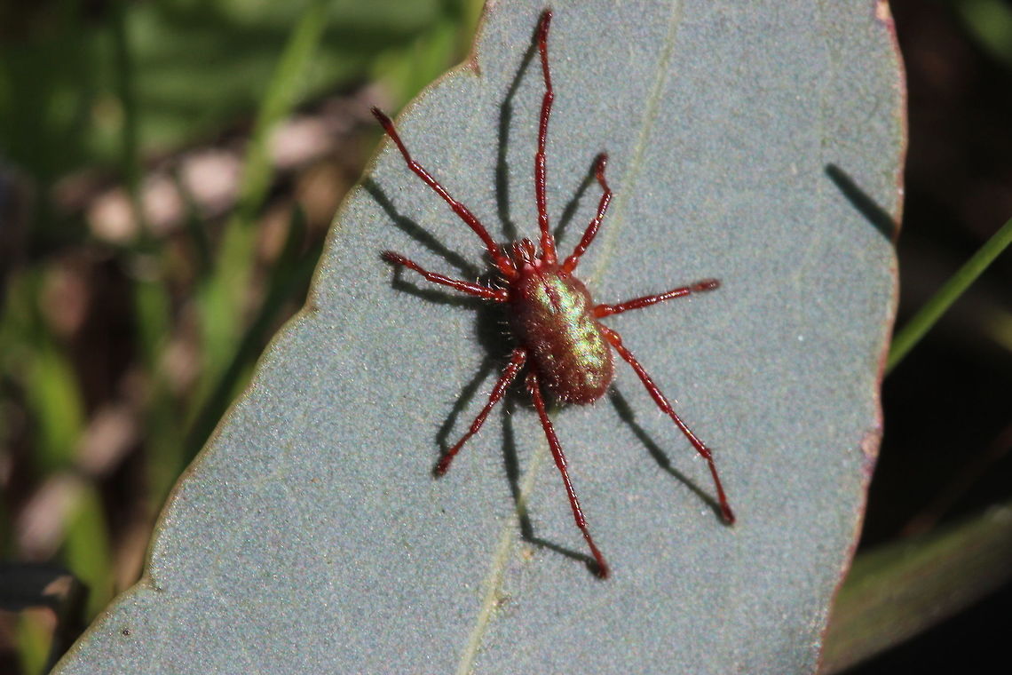 Red mite (Trombiculidae) A common free living mite and the largest that I know, at approx 5 mm. <br />
Genus Trombicula. Australia,Geotagged,Trombicula,Trombiculidae,Winter