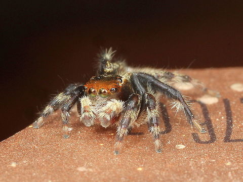Jumping spider (Hypoblemum villosum) On my front verandah Australia,Geotagged,Hypoblemum villosum,Winter