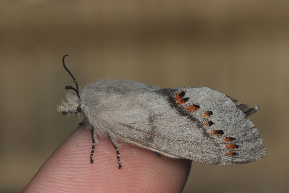 Pinara obliqua female  Australia,Geotagged,Pinara obliqua,Winter