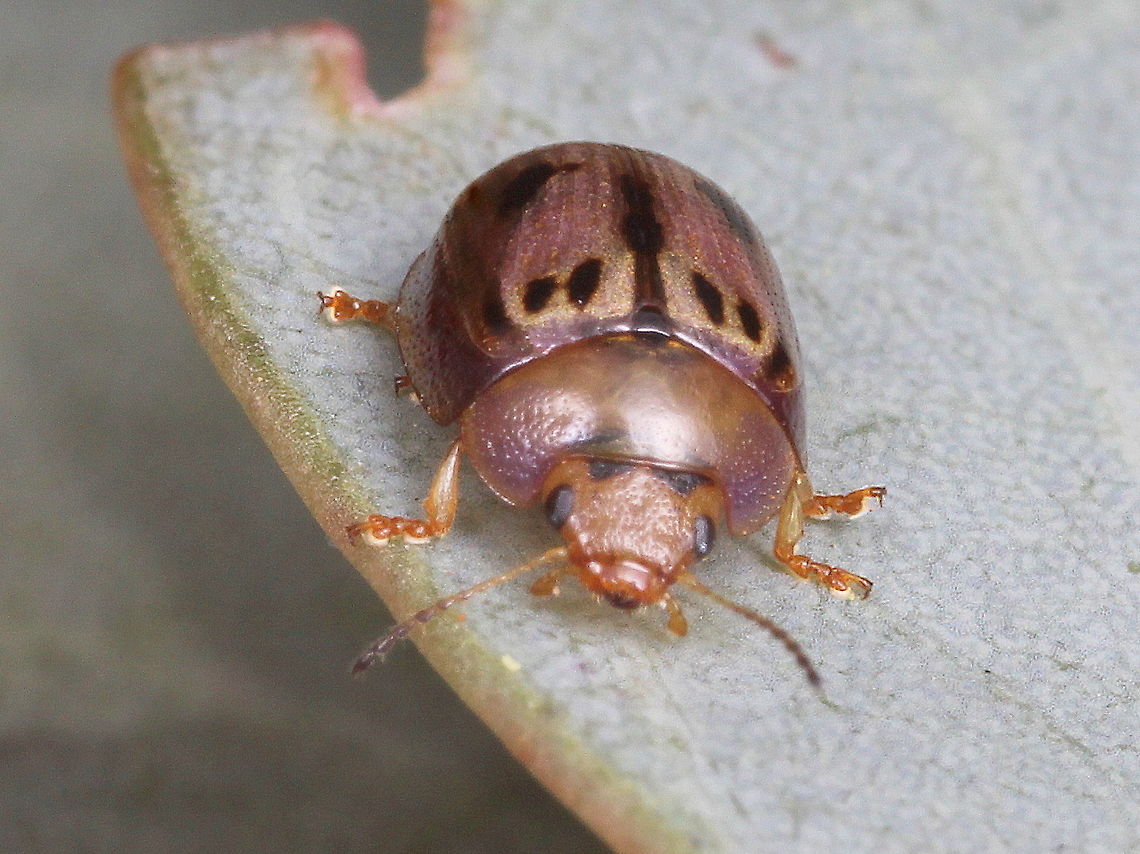 Peltoschema hamadryas These guys hibernate under bark of nearby trees and usually have a purple color when in hibernation, as in this specimen. Australia,Geotagged,Peltoschema hamadryas,Winter