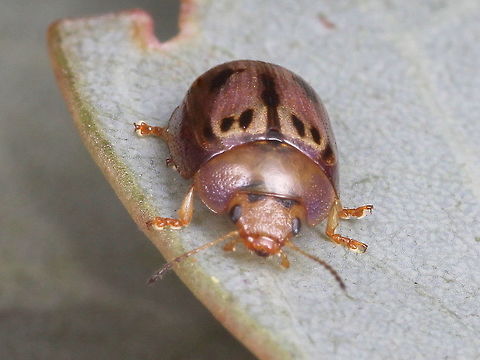 Peltoschema hamadryas These guys hibernate under bark of nearby trees and usually have a purple color when in hibernation, as in this specimen. Australia,Geotagged,Peltoschema hamadryas,Winter