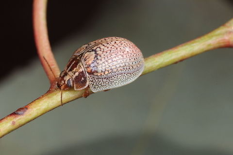 Paropsisterna laesa  Australia,Geotagged,Paropsisterna laesa,Winter