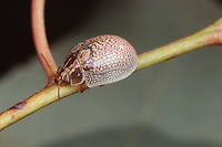 Paropsisterna laesa  Australia,Geotagged,Paropsisterna laesa,Winter