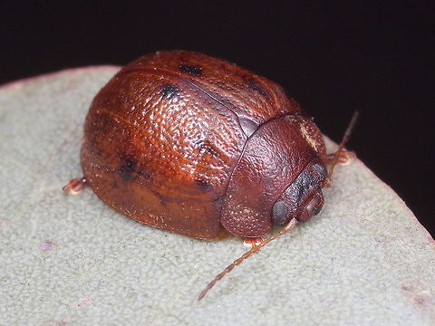 Trachymela sp. I cannot tell between the species.   Australia,Geotagged,Trachymela,Winter