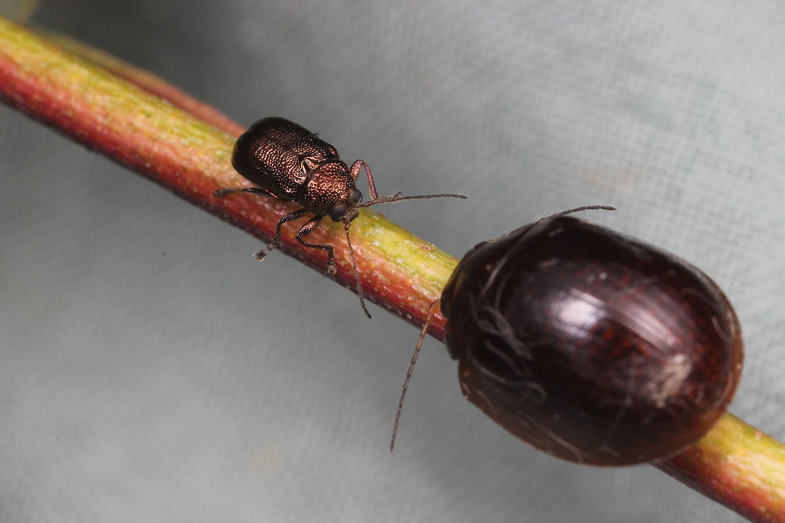 "you shall not pass!" - The small one is Aporocera viridis in Cryptocephalinae.  The large one is Paropsisterna decolorata (dark morph) in Chrysomelinae.  You might be interested to know it was the large beetle that did a &quot;U&quot; turn.   Aporocera viridis,Australia,Geotagged,Winter,aporocera