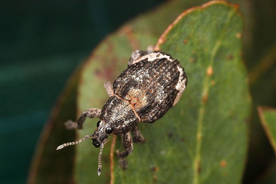 Weevil#1 Gonipterus sp. Schonherr, 1833 Australia,Geotagged,Winter