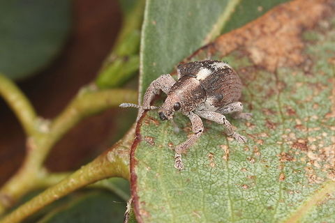 Weevil#2 Gonipterus sp. Schonherr, 1833  Australia,Geotagged,Winter
