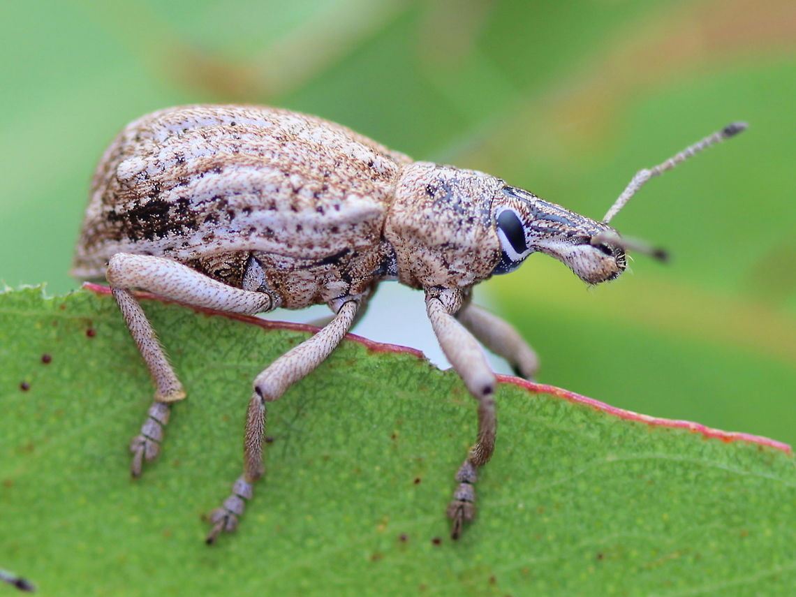 Leptopius robustus Called the 'wattle pig".   Australia,Fruit tree root weevil,Geotagged,Leptopius robustus,Summer