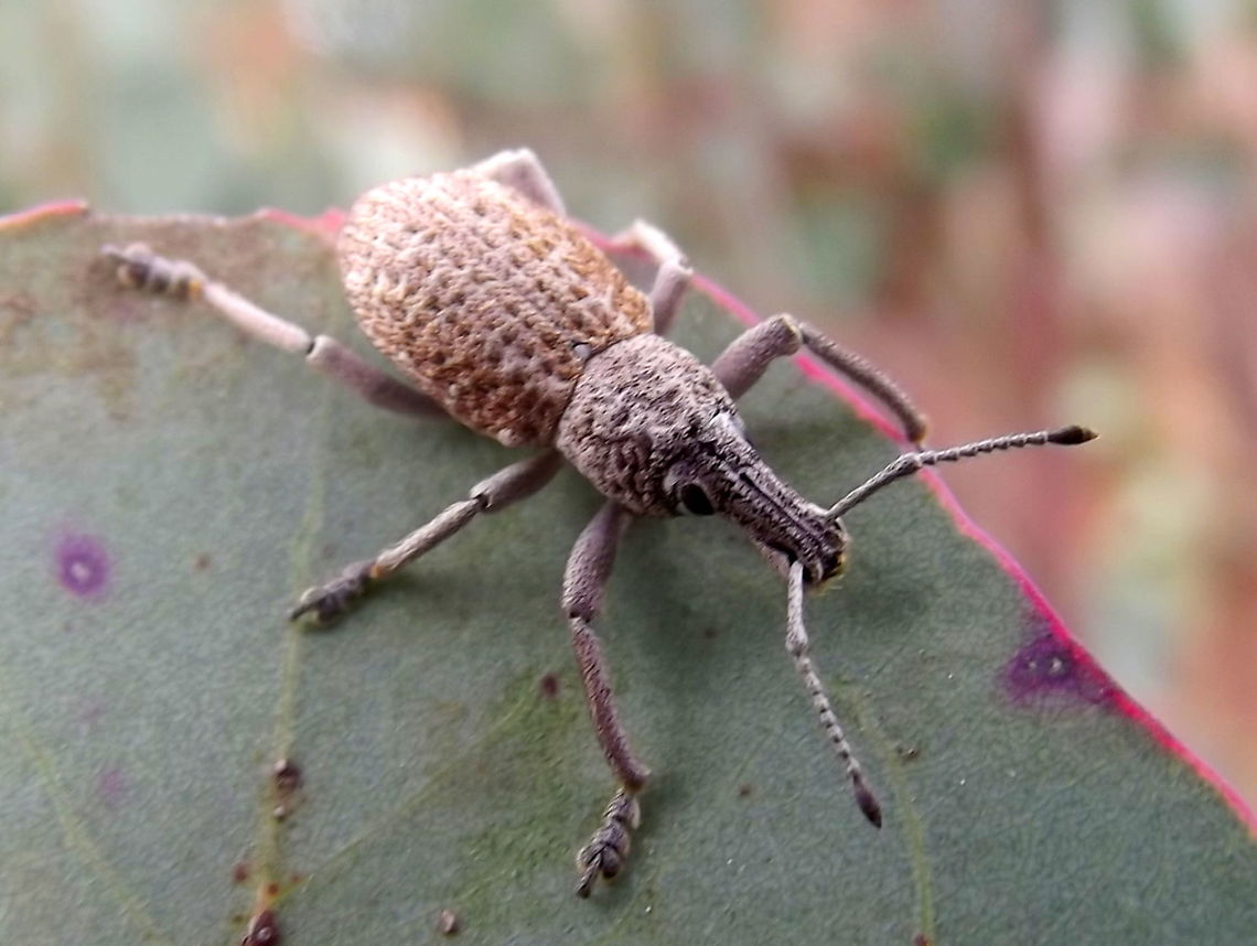 Weevil#4 (Leptopius robustus)  Australia,Fall,Fruit tree root weevil,Geotagged,Leptopius robustus