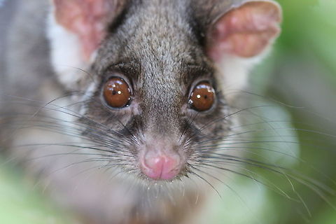 Common Ringtail Possum (Pseudocheirus peregrinus) This young creature came to the door during a very hot summer.   You can see some water on its whiskers.    17jan2014  Croydon Australia,Common ringtail possum,Geotagged,Pseudocheirus peregrinus,Summer