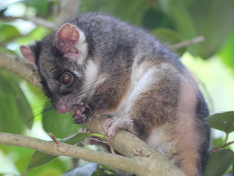 Common Ringtail Possum (Pseudocheirus peregrinus) Time to share some vertebrates.     :) Australia,Common ringtail possum,Geotagged,Pseudocheirus peregrinus,Summer