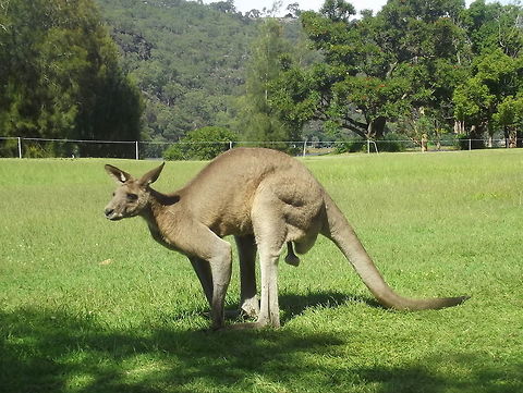 Eastern Grey Kangaroo, male Sydney summer retreat on the Hawkesbury River.  This mob has about three big males and 30 others, females or youngsters.  They are living well on a golf course.  The eastern grey kangaroo is very common.       Australia,Eastern grey kangaroo,Geotagged,Macropus giganteus,Summer
