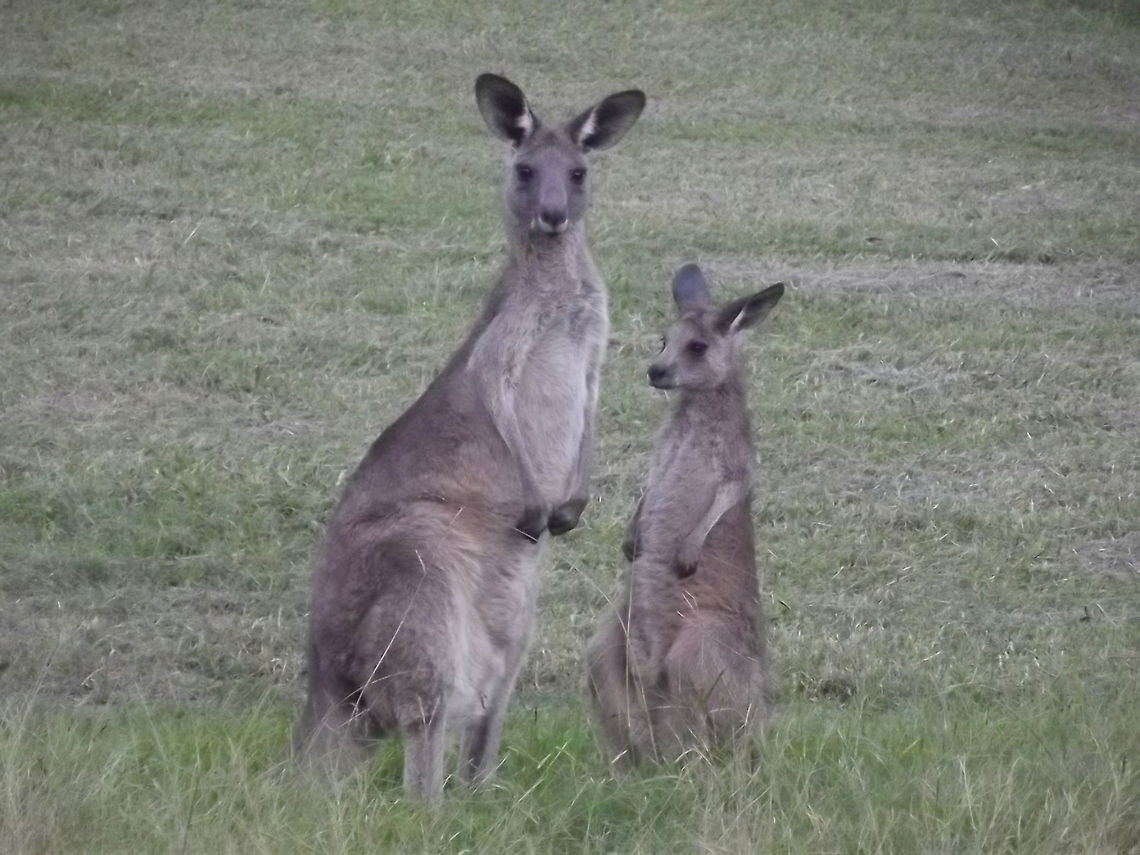 Eastern Grey Kangaroo, female and joey Kangaroos are always alert.  This joey is too large to carry in the pouch but he stays nearby and will still try to get a drink.  The female will already have another suckling in her pouch.   Australia,Eastern grey kangaroo,Geotagged,Macropus giganteus,Summer