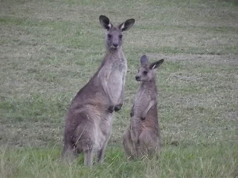 Eastern Grey Kangaroo, female and joey Kangaroos are always alert.  This joey is too large to carry in the pouch but he stays nearby and will still try to get a drink.  The female will already have another suckling in her pouch.   Australia,Eastern grey kangaroo,Geotagged,Macropus giganteus,Summer