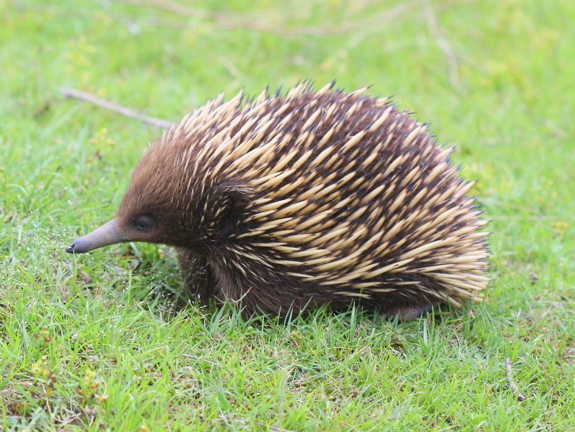Echidna Anyone for a cuddle? Australia,Geotagged,Short-beaked echidna,Spring,Tachyglossus aculeatus