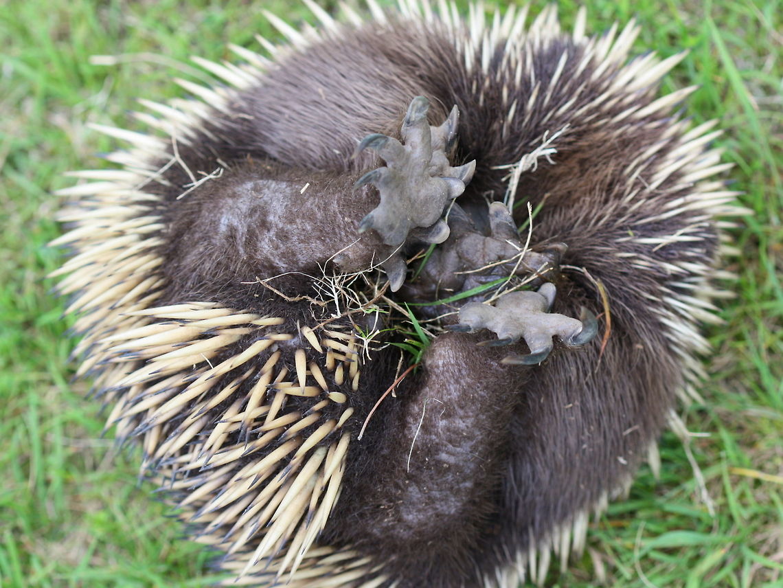 Echidna OK, no hug! Australia,Geotagged,Short-beaked echidna,Spring,Tachyglossus aculeatus