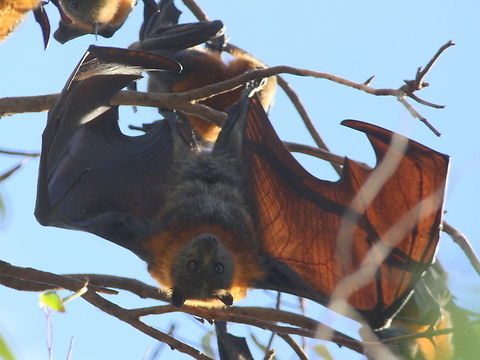 Grey-headed flying fox A huge flock perched in the trees overhanging the river.   Australia,Fall,Geotagged,Grey-headed flying fox,Pteropus poliocephalus
