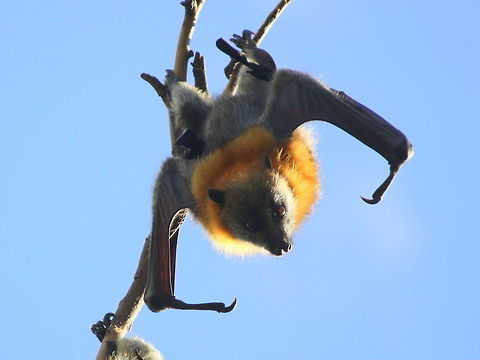 Grey-headed flying fox  Australia,Fall,Geotagged,Grey-headed flying fox,Pteropus poliocephalus