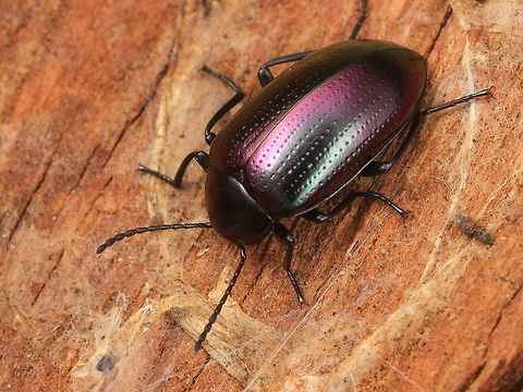 Chalcopteroides_sp.2  Australia,Geotagged,Winter