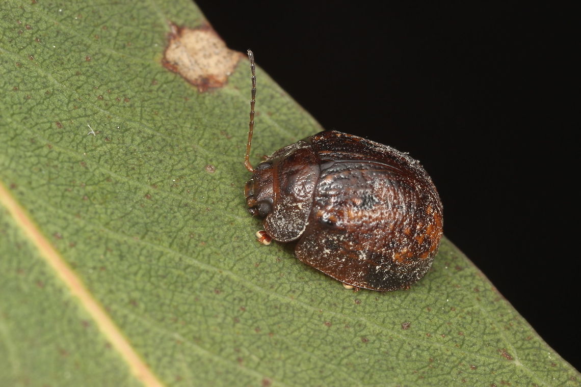 Trachymela rugosa  Australia,Geotagged,Trachymela,Trachymela rugosa,Winter