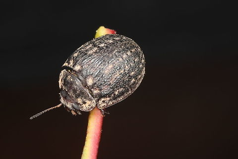 Trachymela sp. On Red Box Gum (Eucalyptus polyanthemos)
This species is not uncommon and I expect it is polyphagous.  Australia,Geotagged,Trachymela,Winter,trachymela