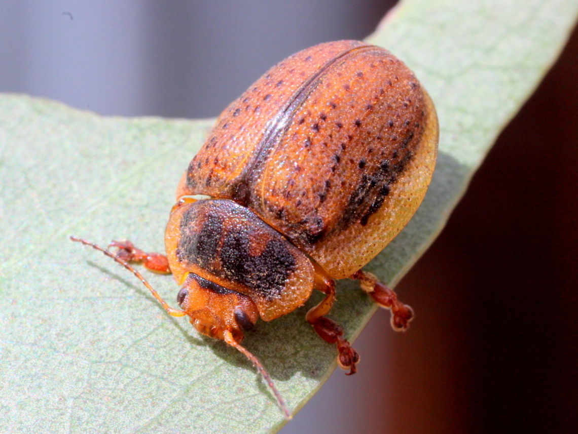 Trachymela regularis Common and widespread.   Above the snow line this is the predominant species of Trachymela.   Australia,Geotagged,Spring,Trachymela regularis,trachymela