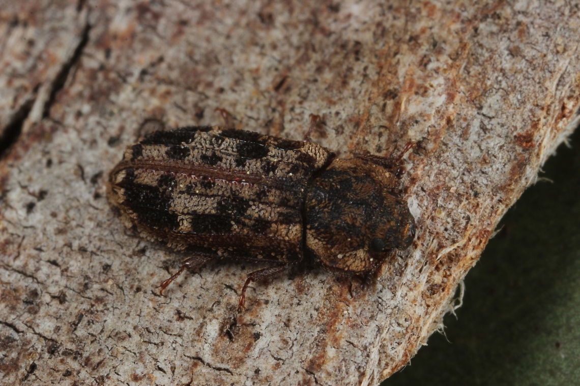 Lepidopteryx sp. Bark Gnawing beetle, Family; Trogossitidae  Australia,Geotagged,Lepidopteryx,Trogossitidae,Winter
