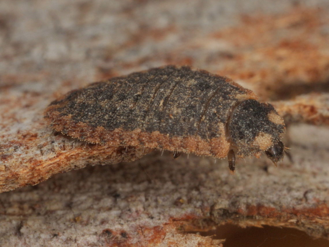 Larva; Holopsis brevicornis This turns into a tiny fungus eating beetle<br />
Family; Corylophidae Australia,Corylophidae,Geotagged,Holopsis,Holopsis brevicornis,Minute Fungus Beetle,Winter