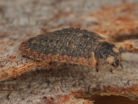 Larva; Holopsis brevicornis This turns into a tiny fungus eating beetle
Family; Corylophidae Australia,Corylophidae,Geotagged,Holopsis,Holopsis brevicornis,Minute Fungus Beetle,Winter
