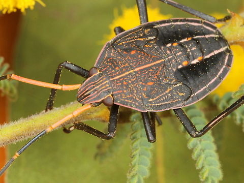 Poecilometis patruelis nymph  Australia,Geotagged,Poecilometis patruelis,Poecilometis patruelis.Poecilometis,Winter