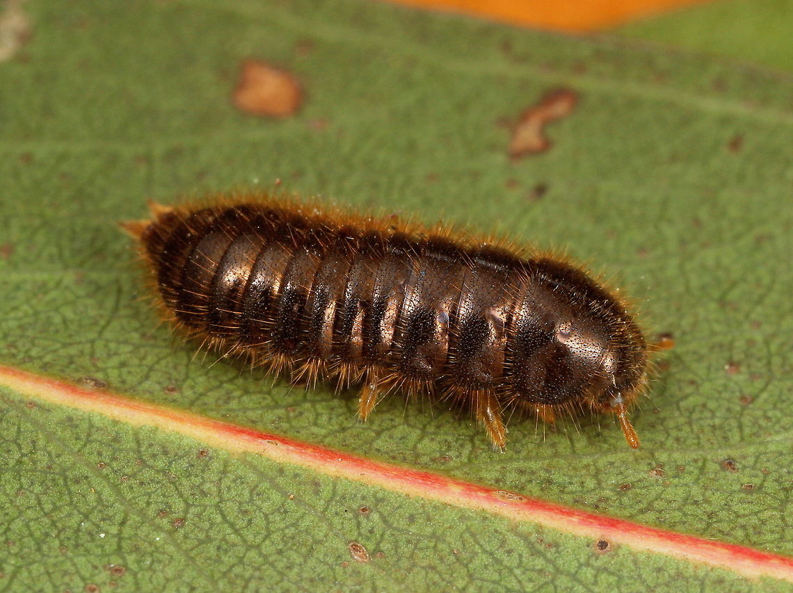 Honeybrown beetle (Ecnolagria grandis) larva The larva of the tenebrionid beetle called the honeybrown beetle.  Australia,Ecnolagria grandis,Geotagged,Honeybrown beetle,Winter