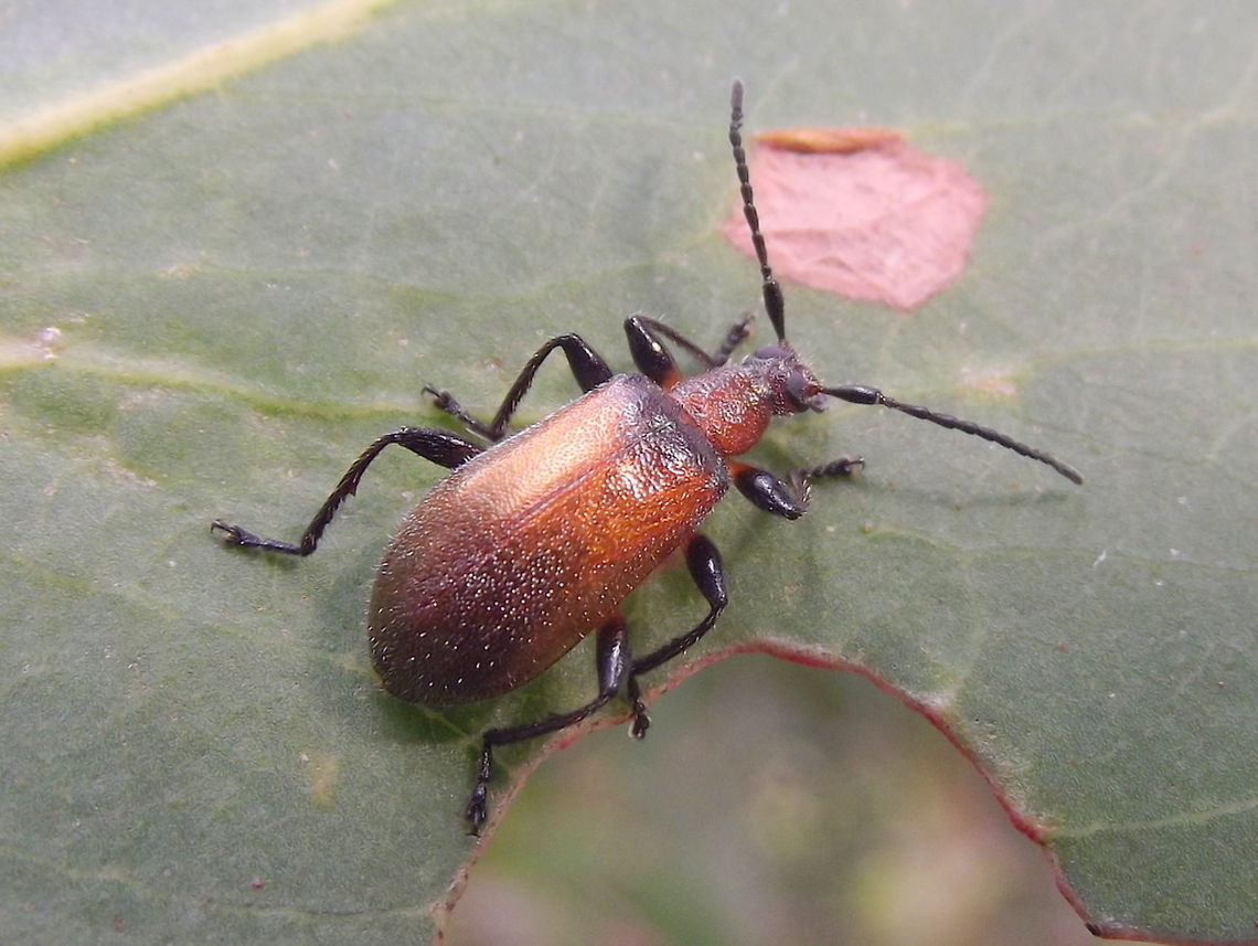 Honeybrown beetle (Ecnolagria grandis)  Australia,Ecnolagria grandis,Geotagged,Honeybrown beetle,Summer